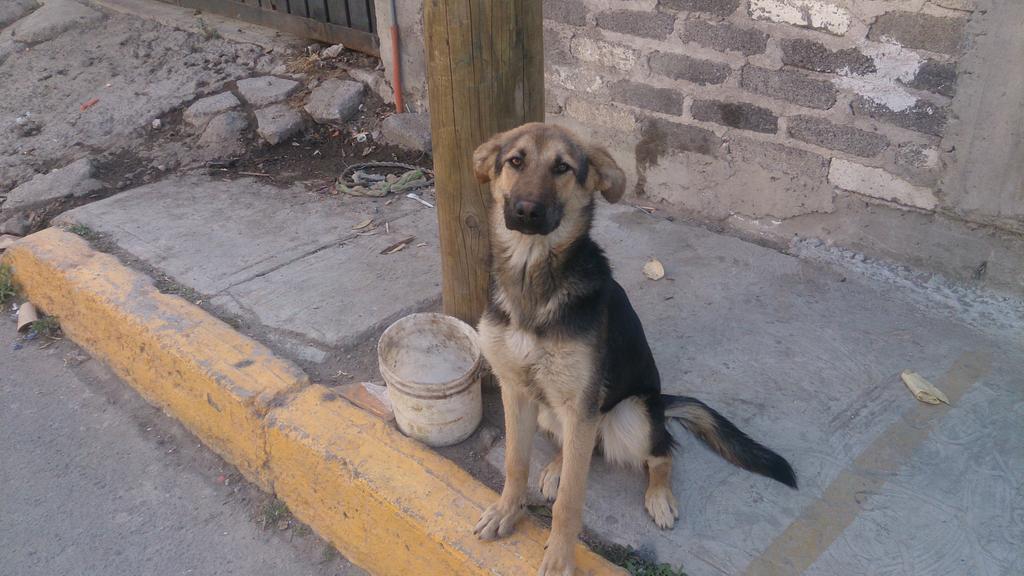 ALERTACAN's tweet photo. una perrita pastor aleman busca hogar es cariñosa juguetona no es traviesa POR FAVOR AYUDAME NO QUIERO IR ALA PERRERA http://t.co/SEL9Qxqb1t