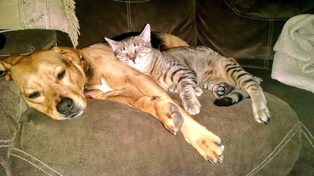 cathy_teague's tweet photo. #goodnight http://t.co/cM5mkNGecE