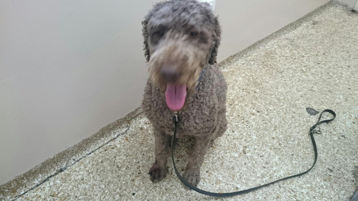 puppydog's tweet photo. I am having an operation today. I have a grass seed in my foot and it is hurting a lot so it is being removed. http://t.co/6pxwaXaTR6