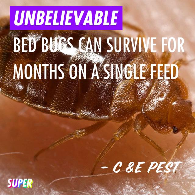 UNBELIEVABLE Bed bugs can survive for months on a single feed -c &amp;e pest super.me/p/U3Zj #super