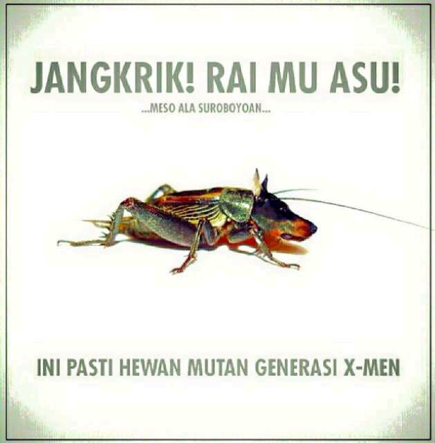 Rososuroboyoasli Hashtag On Twitter