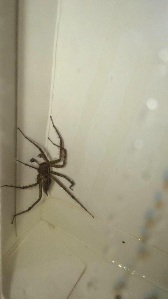 theovrdose's tweet image. I DIDNT RT THIS &amp;amp; LITERALLY THE SAME SPIDER WAS ON MY BED PLEASE SPREAD THE WORD
