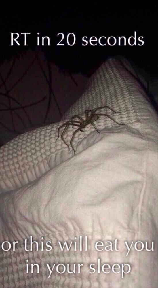 theovrdose's tweet image. I DIDNT RT THIS &amp;amp; LITERALLY THE SAME SPIDER WAS ON MY BED PLEASE SPREAD THE WORD