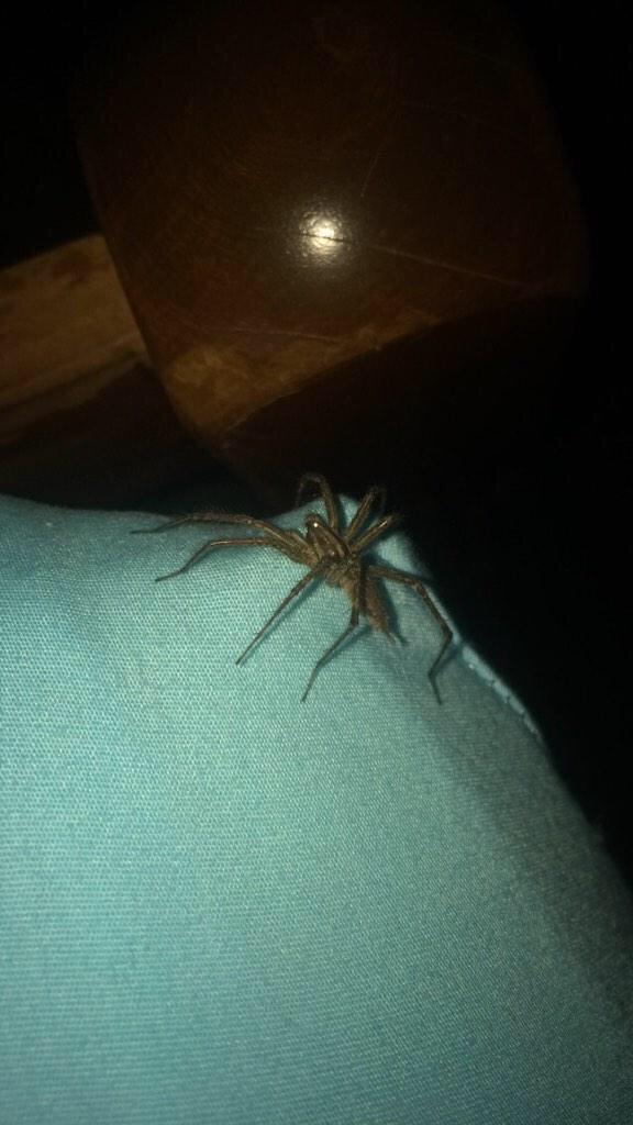 theovrdose's tweet image. I DIDNT RT THIS &amp;amp; LITERALLY THE SAME SPIDER WAS ON MY BED PLEASE SPREAD THE WORD