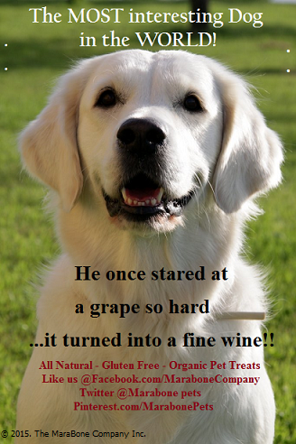 petjuvenate's tweet photo. The MOST interesting Dog in the world did whaaat??? @marabonepets #marabonepets #tefflover #superfood #glutenfreepets http://t.co/D2xAsy7XRA