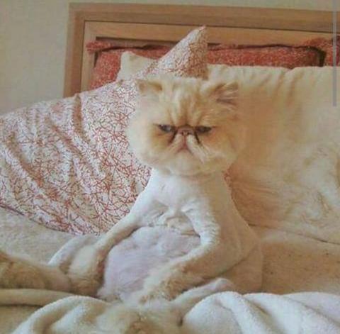 Кот проснулся