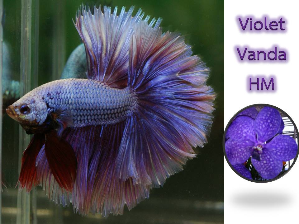 เชิญชวน ปปช.เที่ยวงานกล้วยไม้ ณ ริมคลองผดุงกรุงเกษม ทำเนียบรัฐบาลในวันจันทร์และพุธตั้งแต่วันที่ 19 ม.ค.เป็นต้นไป