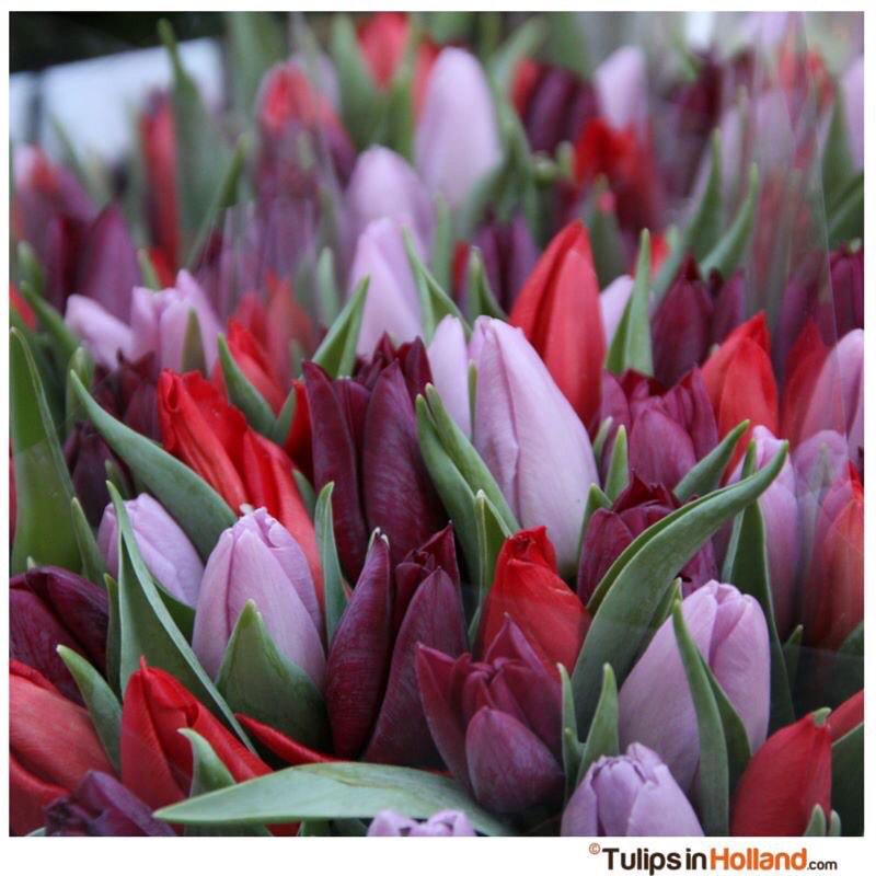tulips_holland's tweet photo. Blue Monday today. Not with tulips.😊Please share happiness today to the people around you! 🌷 💕 http://t.co/W8djJ8McAz