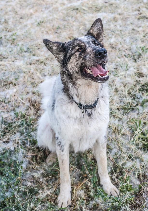 ritavon2's tweet image. "@DefensaAnimalZA: AZUL todavia esperando a su angel! No hay nadie que puede adoptar? ☎️622934562  http://t.co/6ub8cM7H6B"@AdoptaErika