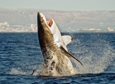 Australian beaches have reopened as Bruce the 'monster shark' moves on jrnl.to/1CregTI