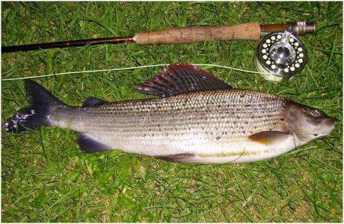 River Annan Trust (@riverannan) on Twitter photo <a href="/GRT_Updates/">Grayling Res. Trust</a> the weather for this sundays grayling event looking good facebook.com/RiverAnnanTrus… … come along & join us <a href="/GRT_Updates/">Grayling Res. Trust</a> the weather for this sundays grayling event looking good facebook.com/RiverAnnanTrus… … come along & join us