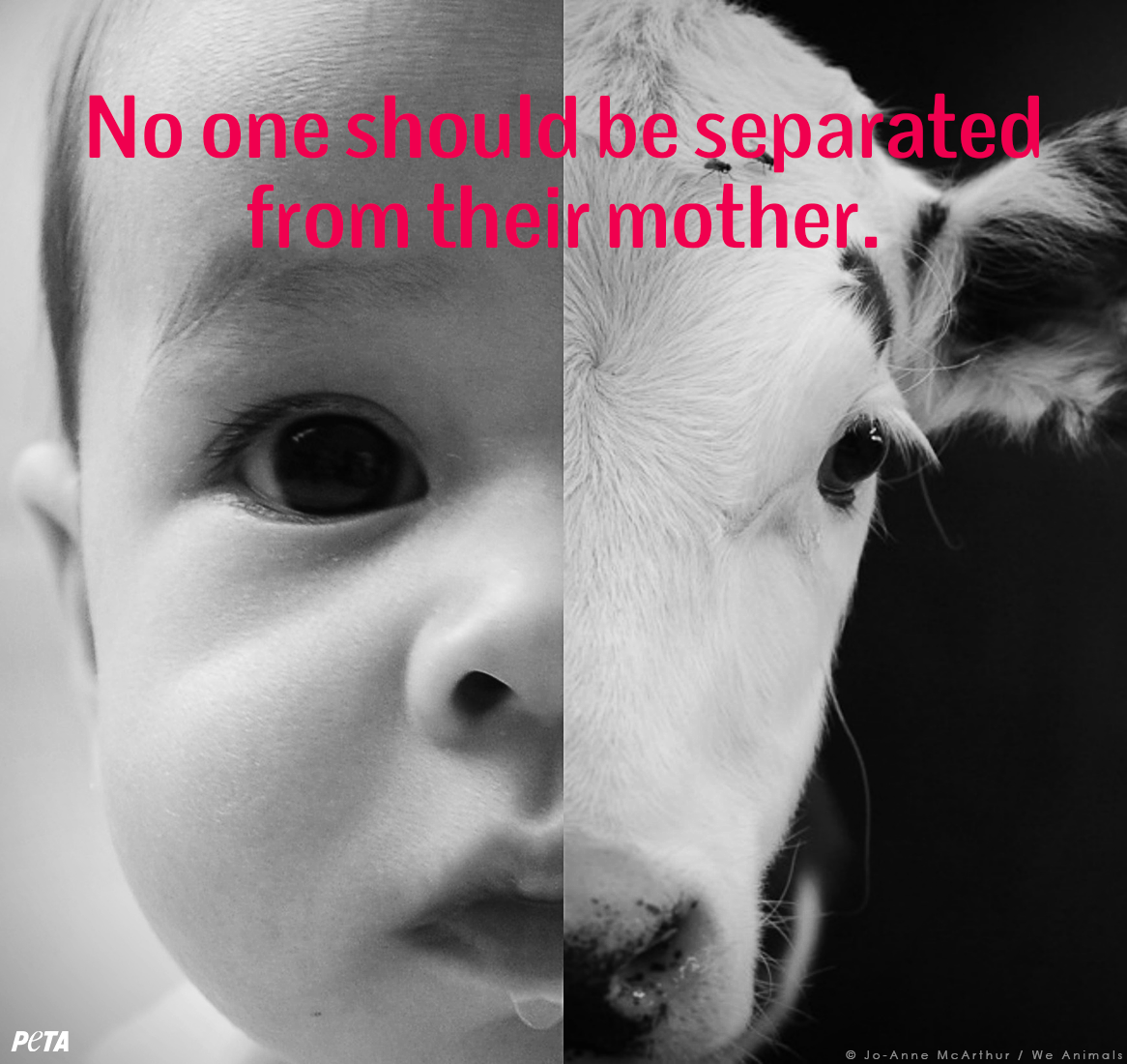 peta's tweet photo. #Reasons2GoVegan: Male calves in dairy industry are STOLEN from moms as early as 1 DAY OLD &amp; sold for veal. http://t.co/QuuNrAFCwH