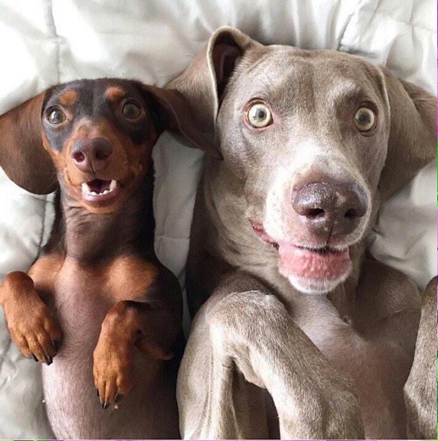 OGTutor's tweet image. Oh gosh it's #Monday! Hope we can keep our eyes open!