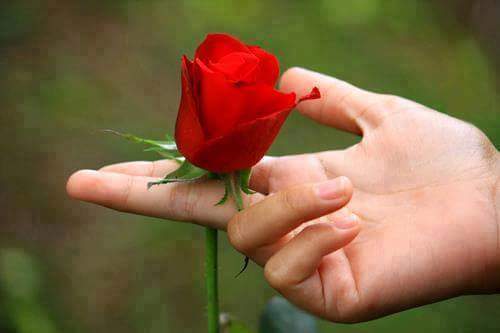TolgaSimal's tweet photo. Bana bir gül ver sana kendimi vereyim http://t.co/Ce7SIPh5nU