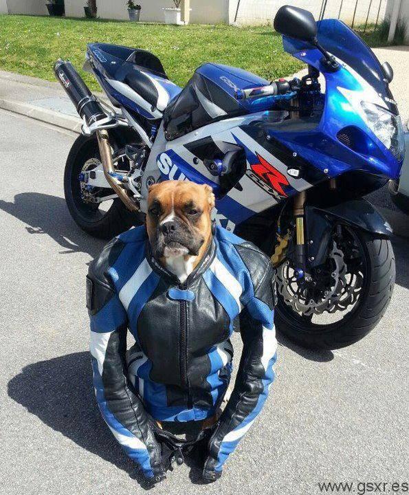 fanoutics's tweet photo. #lunes ...¿día de perros? Animo! · http://t.co/p6QJhPluHb · http://t.co/wch7sznCCZ