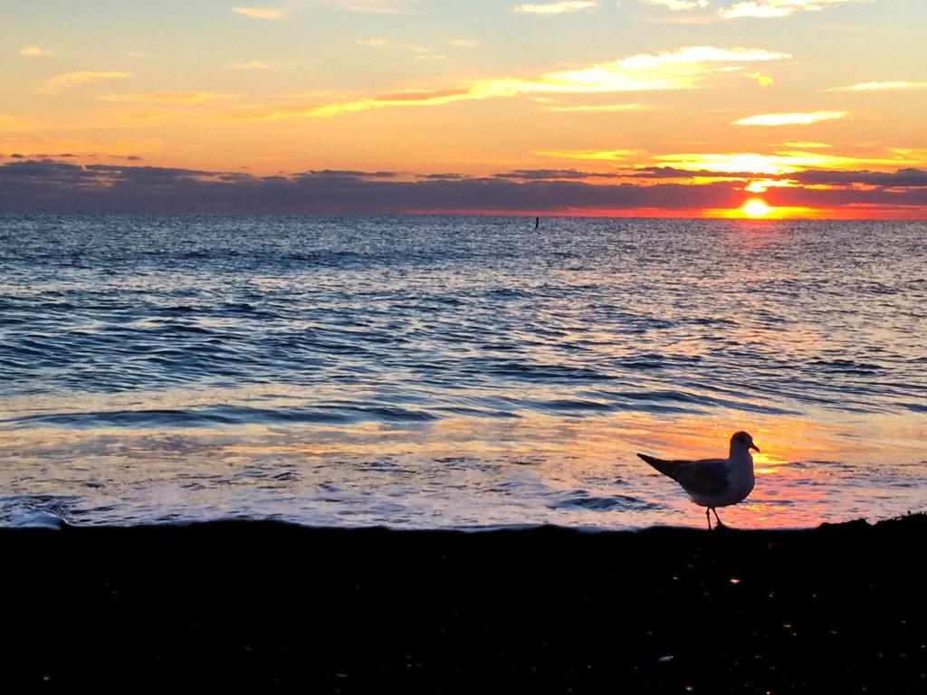 FtLauderdaleSun's tweet photo. Sunrise seagull. http://t.co/UytrRrPpka
