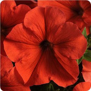 PlantMeNow's tweet photo. @janelabous we've also got another new orange variety coming this summer… http://t.co/Ft9slSAvVq