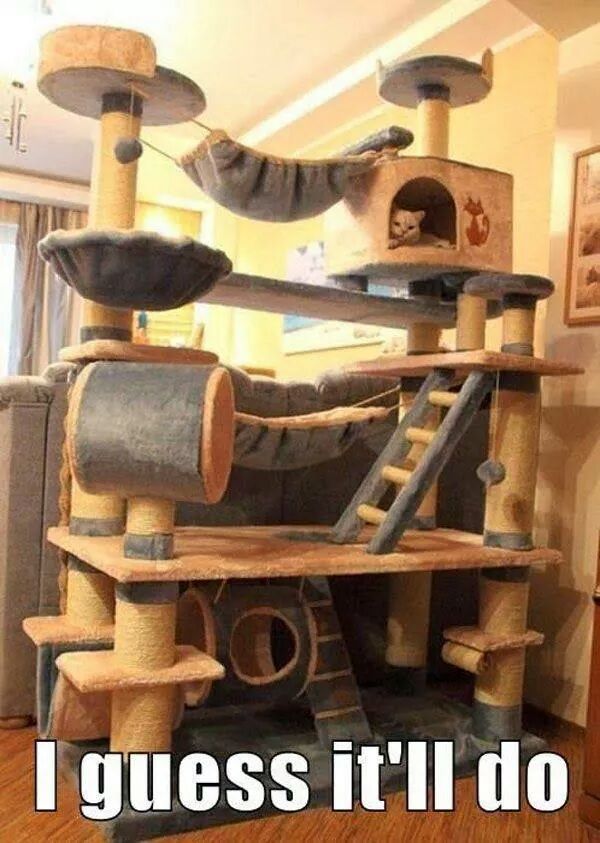 H4ku_cat's tweet photo. The catradize! http://t.co/wrn6qKBfeS