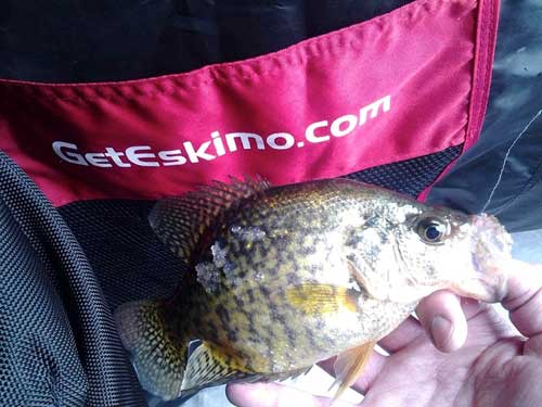 DeerHuntingJour's tweet photo. Ice Fishing On The Fence In Ohio, Link - http://t.co/PQ5mnJDfav ... - http://t.co/J1B2vKxo9E