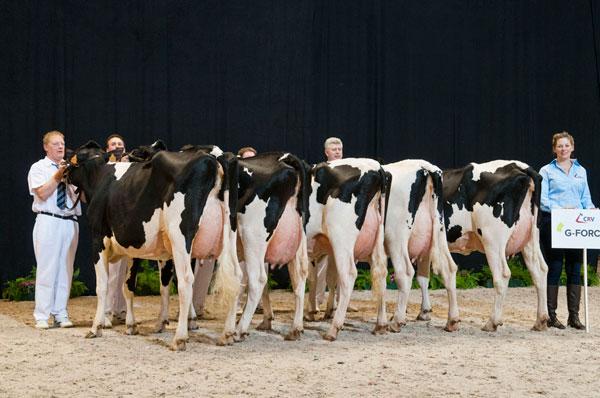 CRV4all's tweet photo. G-Force etaleert kwaliteiten op CRV Koe-Expo Gent @agriflanders http://t.co/4pzhgCkirS http://t.co/mAcICBN8Db