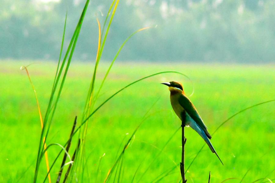 Blue-tailed Bee-eater ... - covergap.com/blue-tailed-be… #Birds #BluetailedBeeeater #Kerala #KoleWetlands #Thrissur