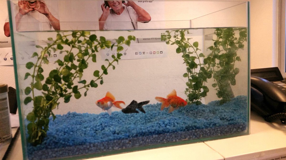 AMplusD's tweet image. Mogen wij jullie voorstellen aan onze nieuwe medekantoorbewoners: Stevie, Willem en Goofy!