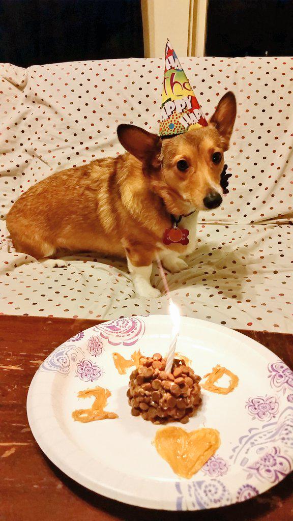 EllieTheCorgi's tweet photo. Guys, I'm two now. http://t.co/AFfiq46zBB