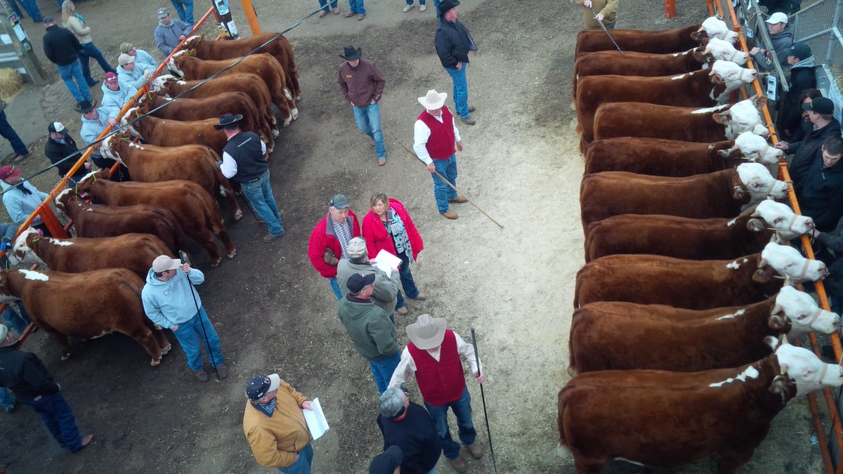 BrentPalsson's tweet photo. @truecattleman bird's eye view #hereford #carloads #nwss http://t.co/0rPeguax9S