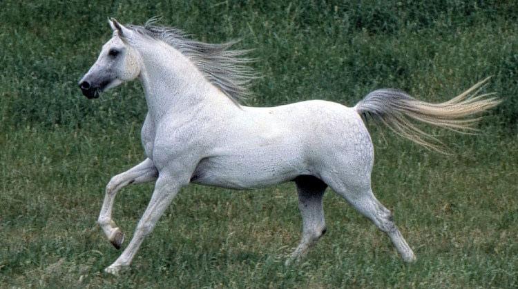 caballocab tweet picture