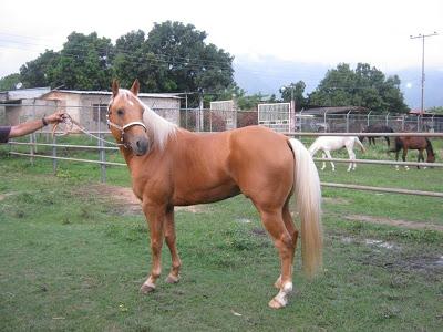 caballocab tweet picture