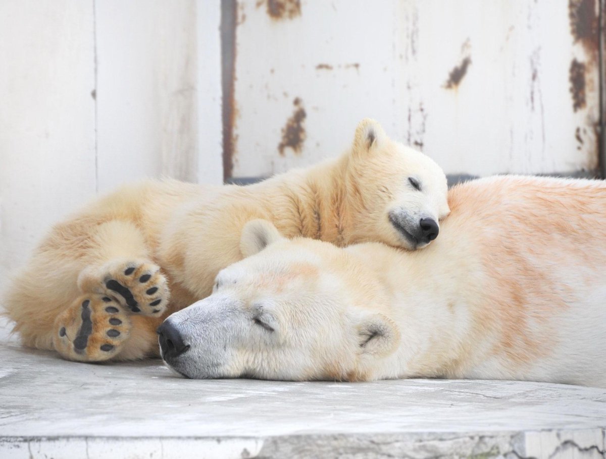 札幌弁当工房 雪街工房 おやすみなさい 写真は札幌円山動物園のシロクマ親子です 子熊もかわいいですが母熊のララにはあたまがさがります 本当に子煩悩で7頭産みましたがどの子にも優しく厳しく育てていました 北海道の何か栄誉賞をあげたいです