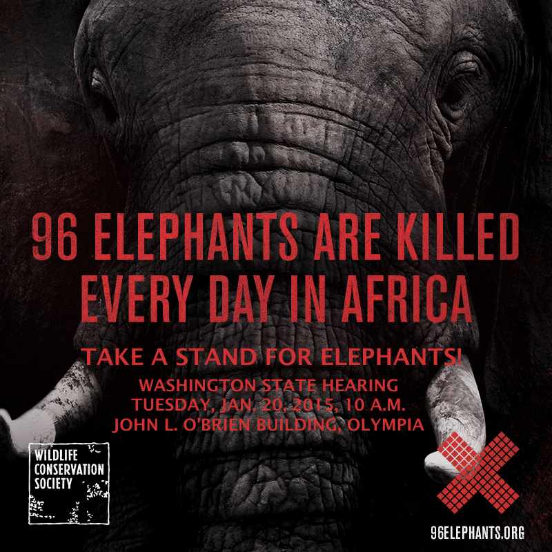 96Elephants's tweet photo. TAKE A STAND FOR ELEPHANTS! Protect elephants at Washington Hearing on ivory tomorrow. NRA lobbyist to attend. Pls RT http://t.co/rgFsNqsFn1