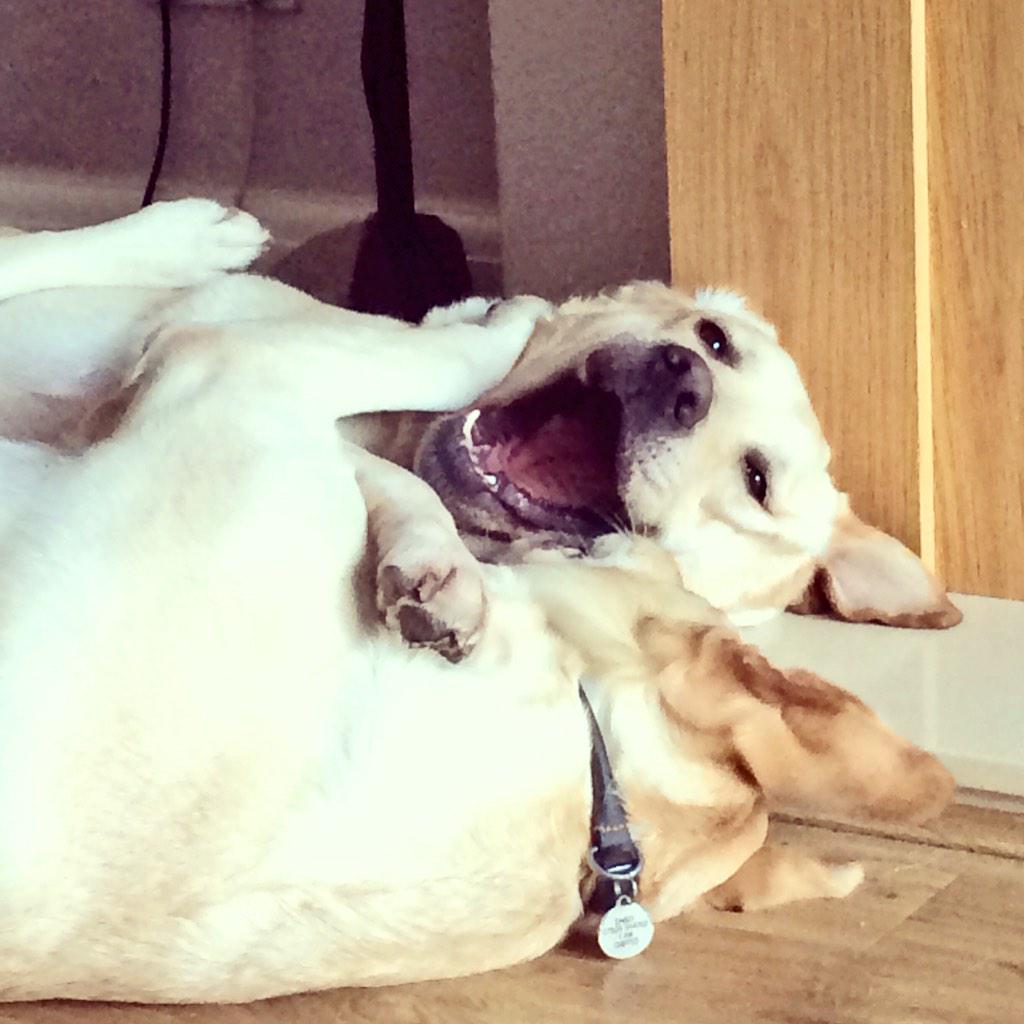 Clare_L_C's tweet photo. I think Darcy must have just whispered a dirty joke to him. π #laughinglabrador #wilson #darcy #ilovemydogs http://t.co/FtjRrR4Lhg