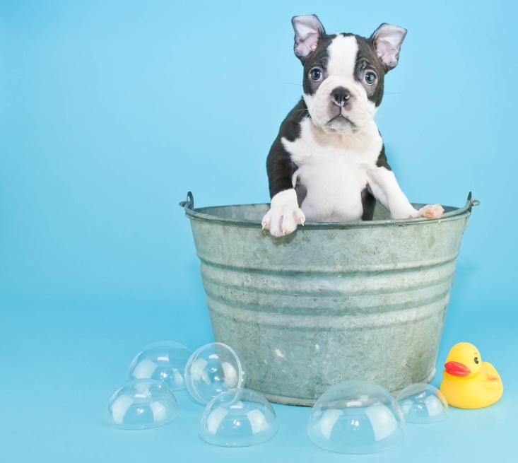 TIP: Bathing your pets too often in the winter can irritate their skin and cause rashes! ow.ly/i/80tO9