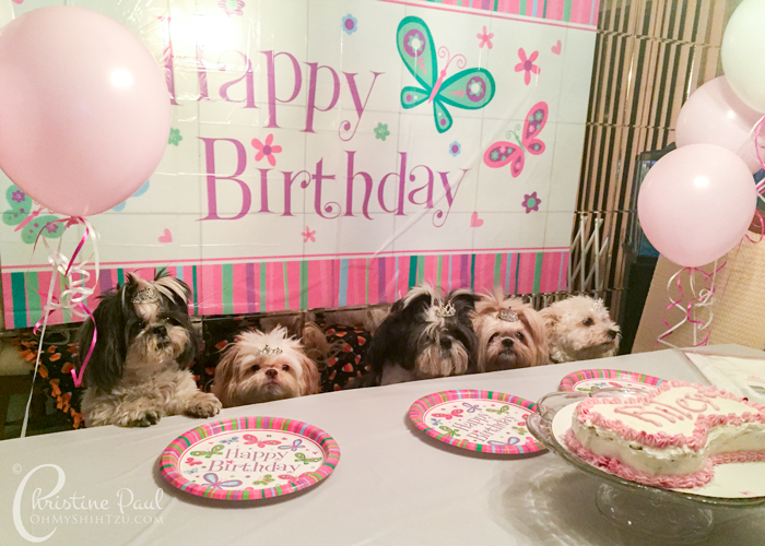 Throwing a dog birthday party on a budget ohmyshihtzu.com/shih-tzu-birth… #birthday #dogs #dogbirthday #birthdayPawty