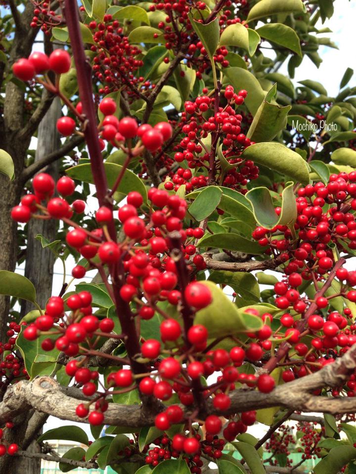 さくら餅子 Twitterissa クロガネモチ モチノキ科 日本 中国 台湾原産 花言葉は 魅力 寛容 執着 仕掛け 初夏には白い花 秋には赤い実を付けます 排気ガスに強く街路樹でよく見かけます 実は鳥に好まれます 英名クロガネホーリー 今日も良い一日を