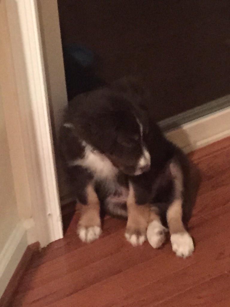 ScpJenn's tweet image. I love the puppy breath @Kaneshow