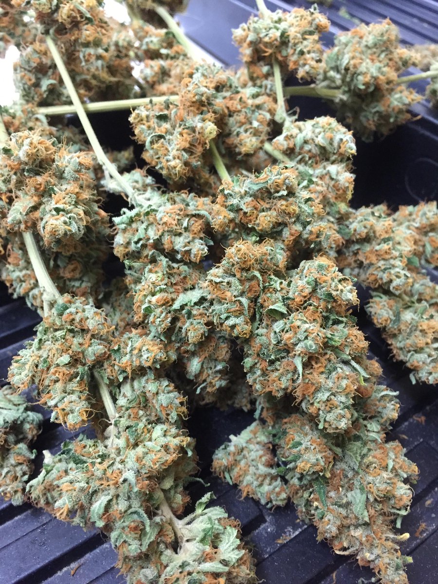 prefer_organic's tweet photo. Happy MLK Day from #POT! We are open normal hours today. Stop by and get some #TreSis (#ChemSis x #TresDawg) http://t.co/XzgSIpcbe5