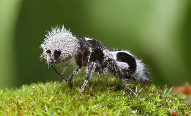Ovnicom's tweet photo. 10 de las especies más extrañas del mundo http://t.co/TjUmC7QkNo @LaRevistaMN @MiDiarioPanama @ManuelNunezN http://t.co/2LrkNt7tJO