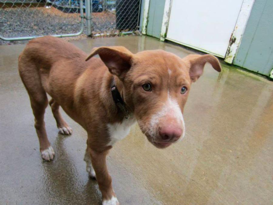 A3Noticias's tweet photo. El antes y el después de perros y gatos que han pasado por perreras [Galería de Imágenes]
http://t.co/0W59y4s8R2 http://t.co/Ud7LrXcjGc