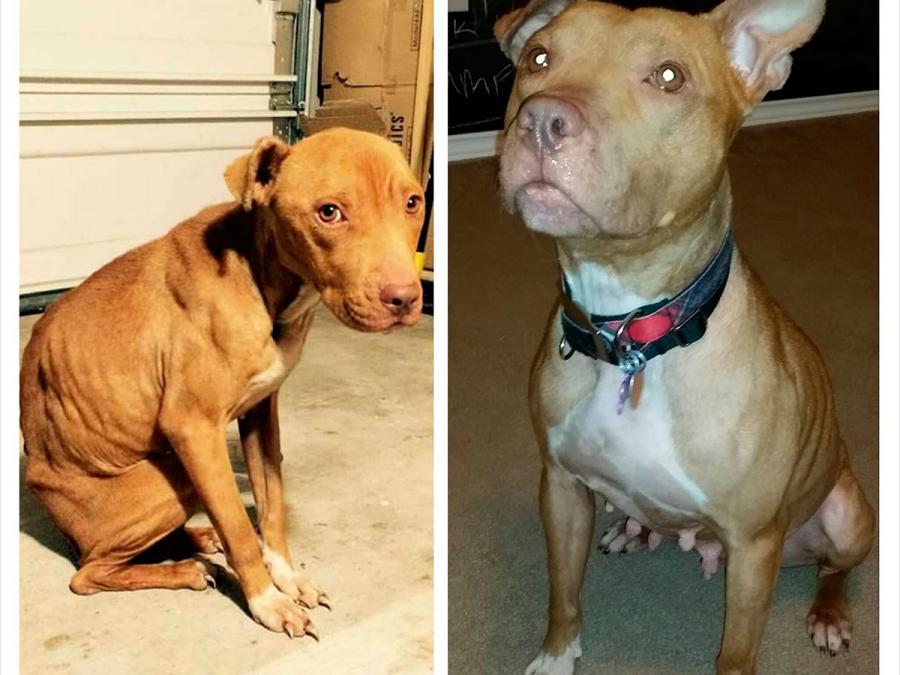 A3Noticias's tweet photo. El antes y el después de perros y gatos que han pasado por perreras [Galería de Imágenes]
http://t.co/0W59y4s8R2 http://t.co/Ud7LrXcjGc