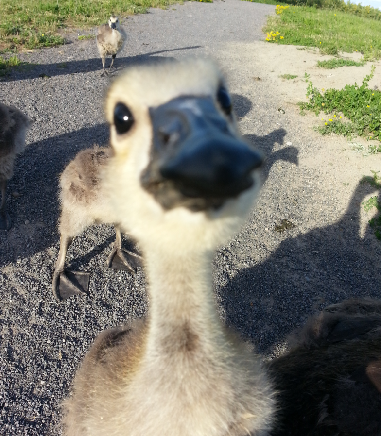 nwisely's tweet photo. “@OutOfWild: Hi. I'm a gosling. http://t.co/jOg0anqqic” @Shelby_Snipes