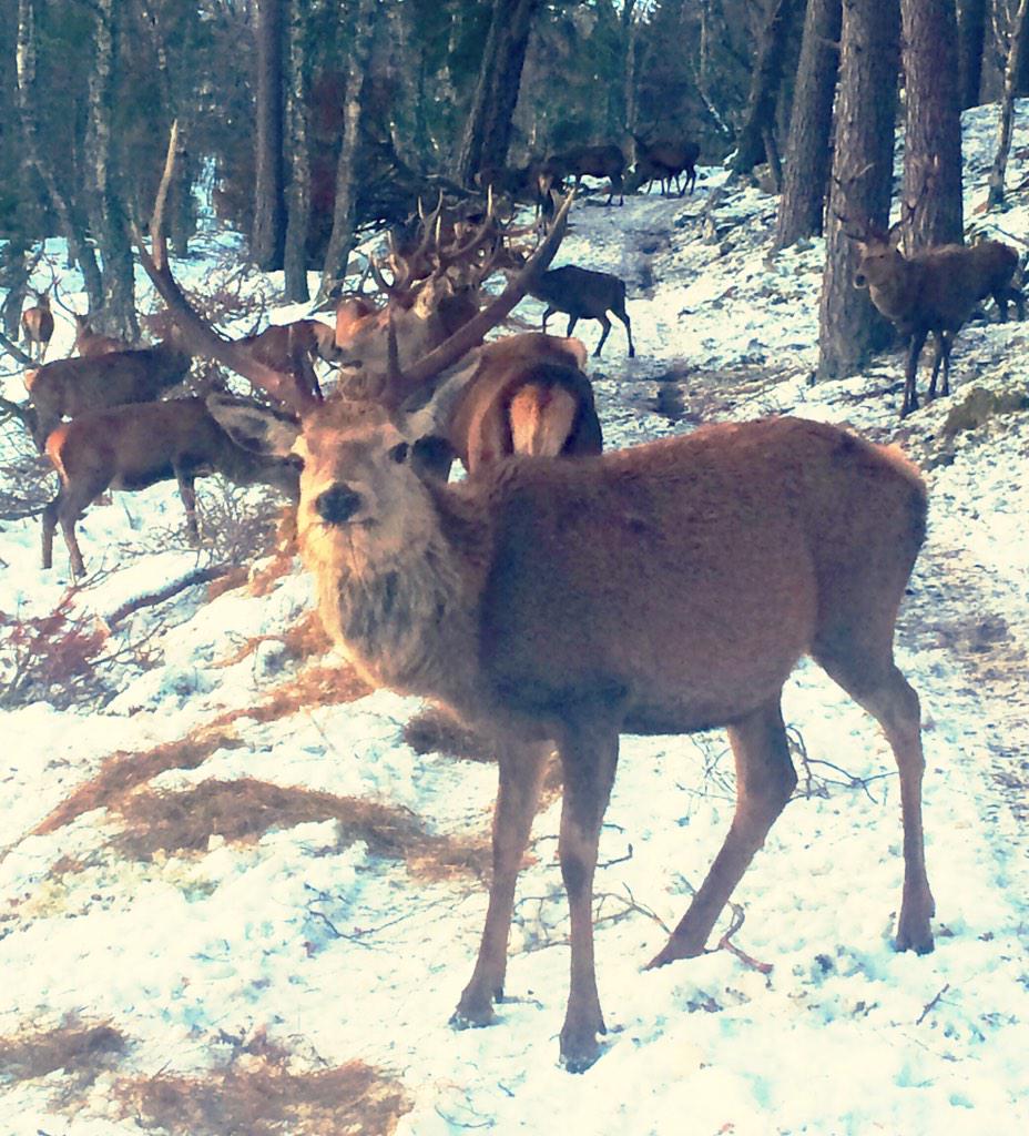 stumbled across these guys last night. #stags #coldsnaps <a href="/BBCWinterwatch/">BBC Winterwatch</a>