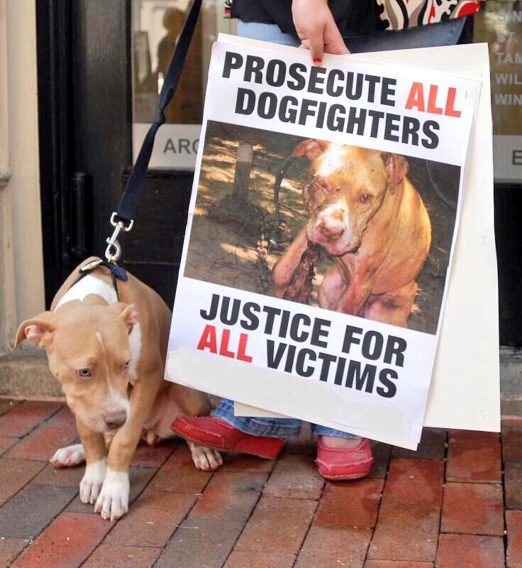 Whippenz's tweet image. "💔🐾🐾
Every #Dog Knows To Love &amp;amp; Trust People
Prosecute #DogFighters‼️
Please Sign RT
avaaz.org/en/petition/SA… @mtcmus73