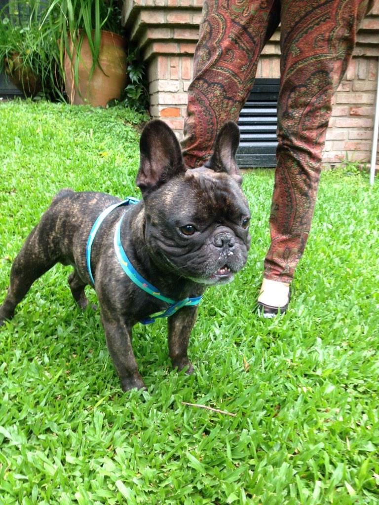 Steffilarken's tweet photo. encontré este bulldog francés cerca de Carlos Tejedor y Panamericana (La Horqueta).Favor dif http://t.co/WjEVW4bRpp