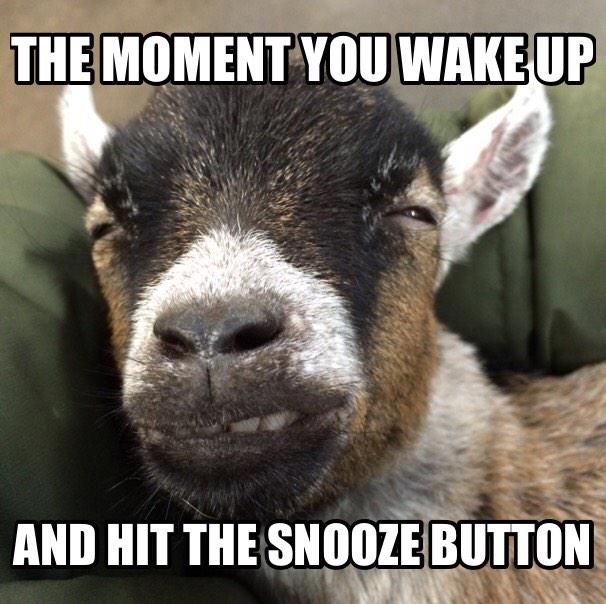 benjaminthegoat's tweet photo. #benjaminthegoat #sleepy #tired #CelebrityBigBrother #CBBPerez http://t.co/So3Blopcz4