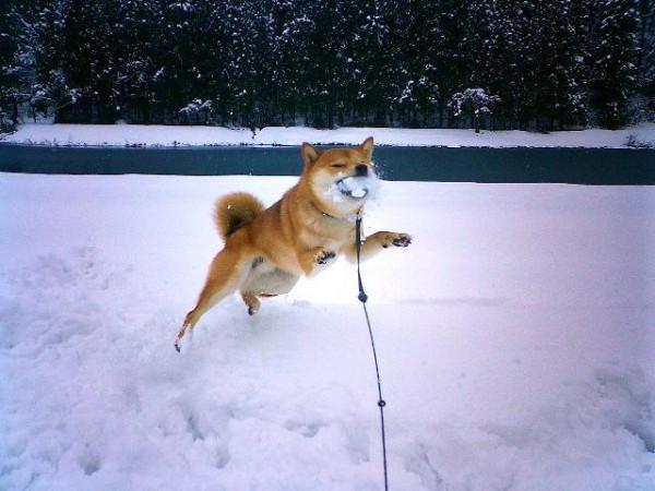 Well大黒麺 En Twitter 雪球に飛びつく犬の図 Http T Co Kh3p53aixz