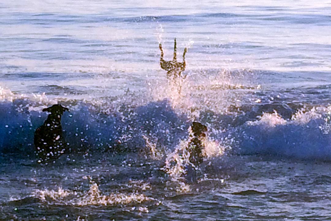 ChrisSajnog's tweet image. #HOOYAH #K9OfficerDino MT: “@vcsark9: Dino&apos;s best effort to replicate the SEALS Trident!  #vcsark9 http://t.co/iPaeJnjxQM”