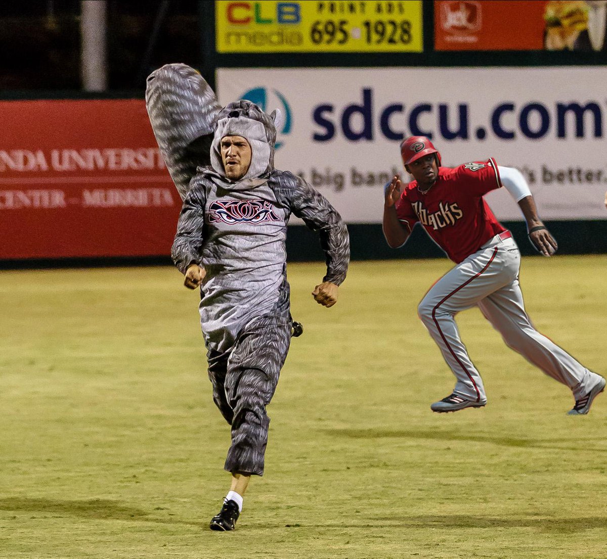 Fast_Squirrel's tweet image. How many 2015 @Padres can I beat in a race??? #ScoutTheSquirrel  p.s. I've beat @BillyHamilton ow.ly/HB6nt