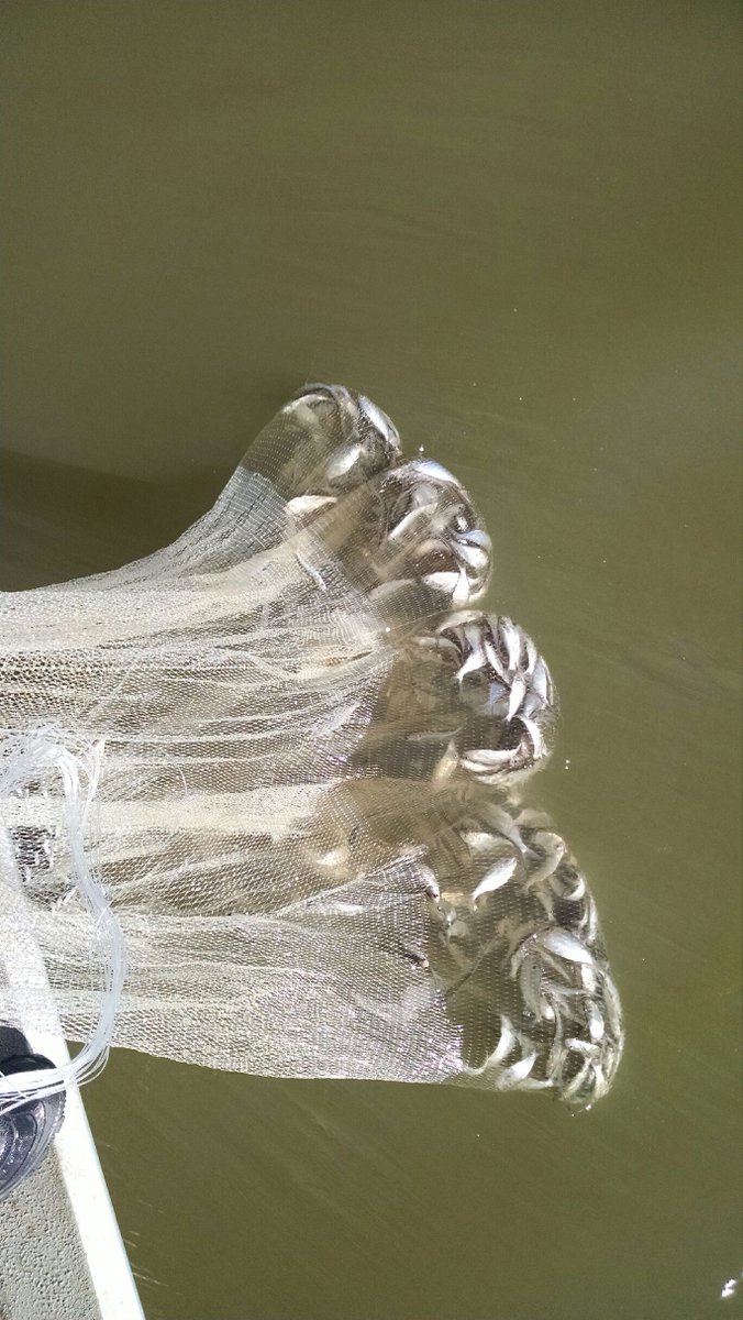 Striper Soup dishing out the shad.  If you like striper fishing this is your home. #stripedbass